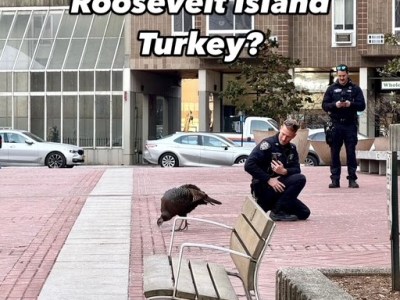 Were NYPD Officers Taking Mug Shot Of Rosie The Roosevelt Island Wild Turkey Strolling Through Good Shepherd Plaza?