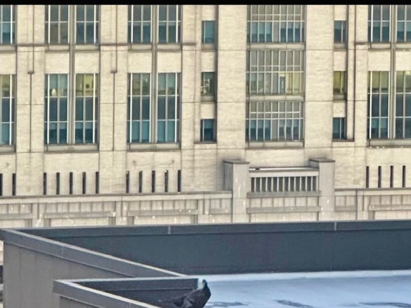 Rosie The Roosevelt Island Wild Turkey Spotted Perched High Above Up On The Roof Of Rivercross Building – She Really Can Fly